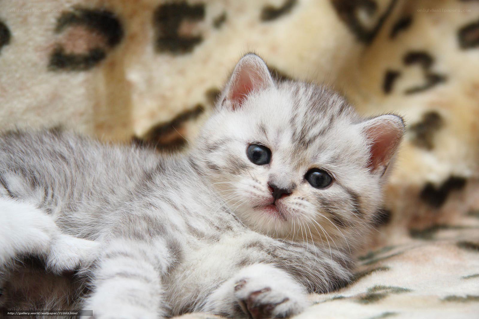 silver tabby kitten resting