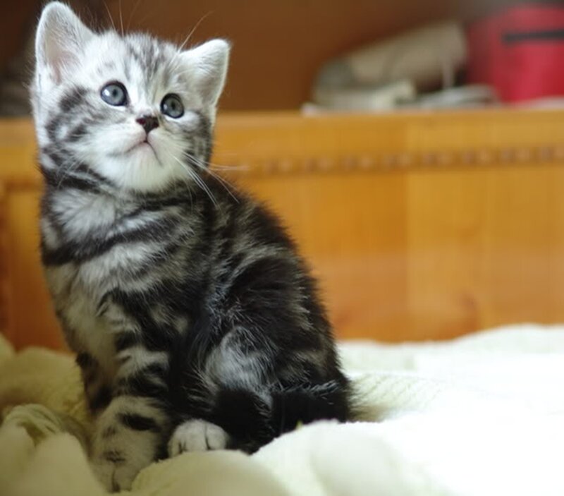 silver tabby kitten sitting