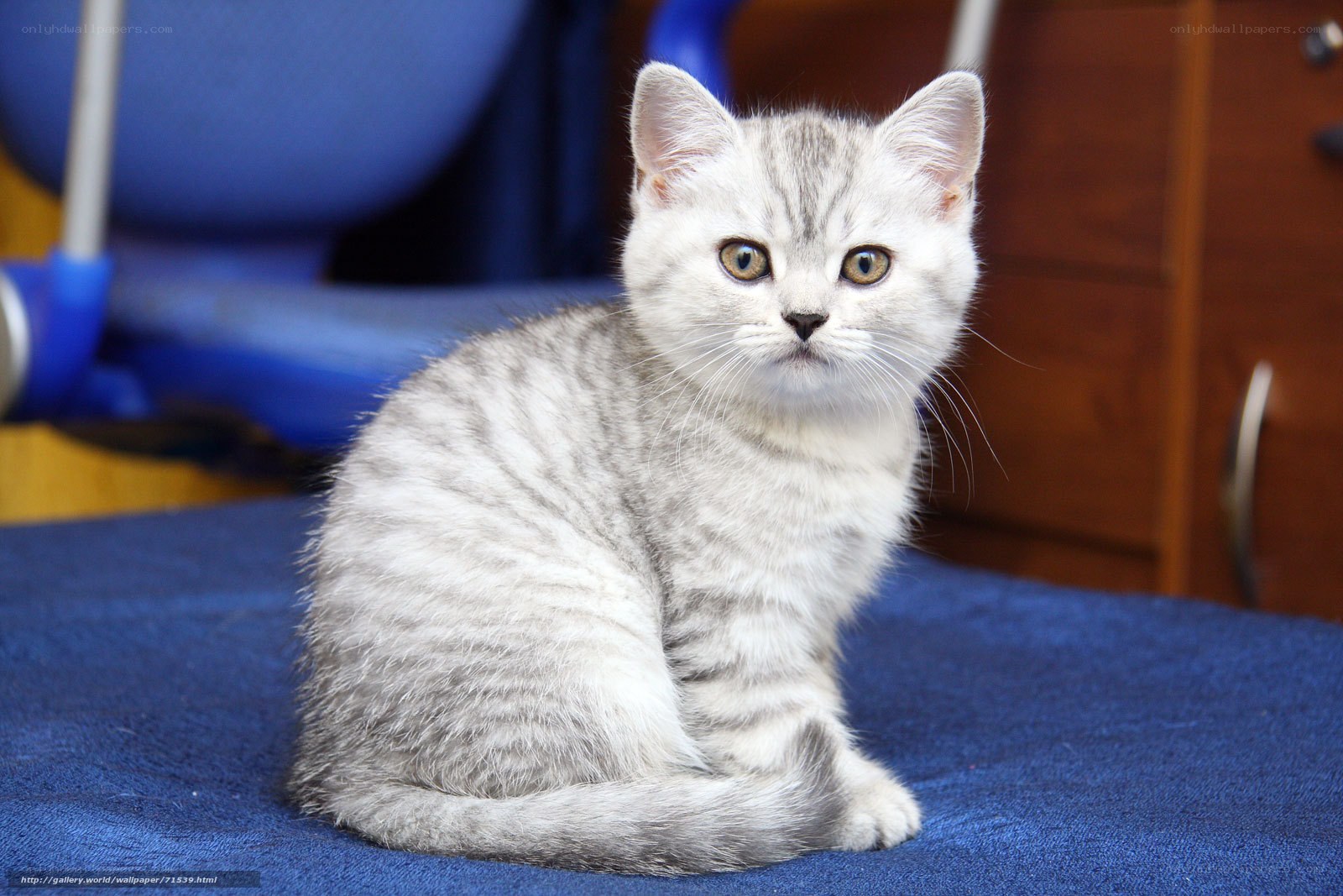 silver tabby kitten sitting