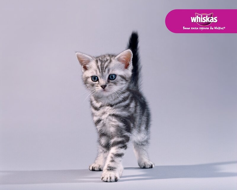 silver tabby kitten walking