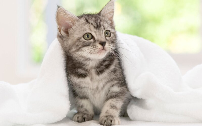 Silver Tabby Kitten — White, Calm, Morning, Photograph, Blanket, Window, Gray, Green