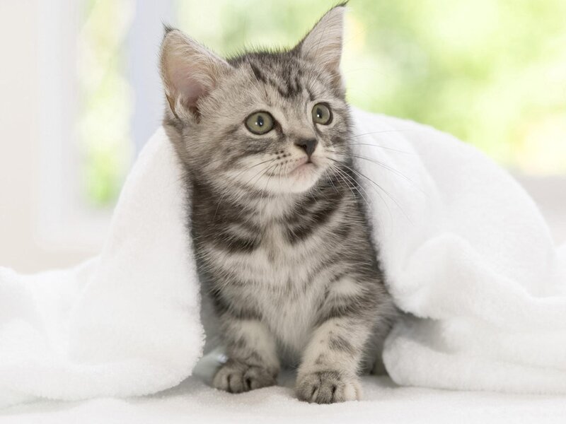 Silver Tabby Kitten — White, Calm, Morning