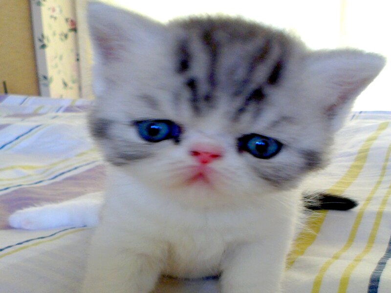 Silver Tabby Kitten — White, Calm, Photograph, Bed