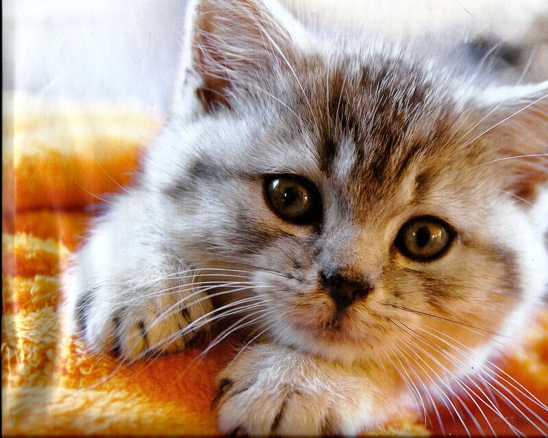 Silver Tabby Kitten — White, Calm, Photograph, Blanket