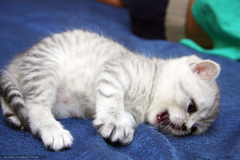 Silver Tabby Kitten — White, Calm, Photograph, Blue Fabric