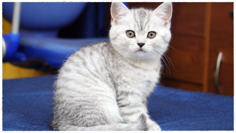 Silver Tabby Kitten — White, Calm, Photograph, Blue Surface