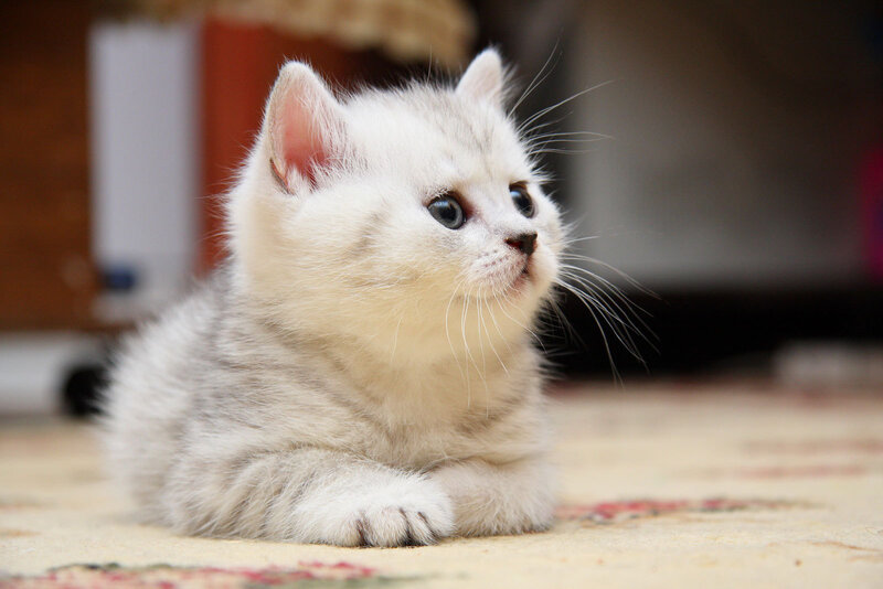 Silver Tabby Kitten — White, Calm, Photograph, Carpet