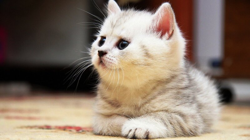 Silver Tabby Kitten — White, Calm, Photograph, Floor