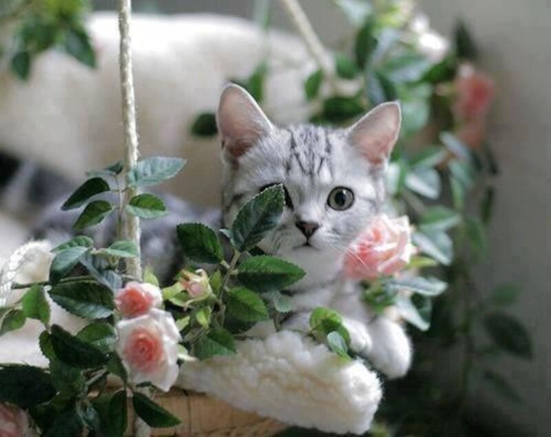 Silver Tabby Kitten — White, Calm, Photograph, Roses