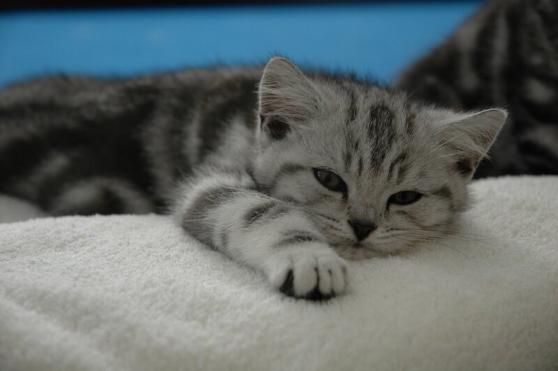 Silver Tabby Kitten — White, Calm, Photograph, Towel