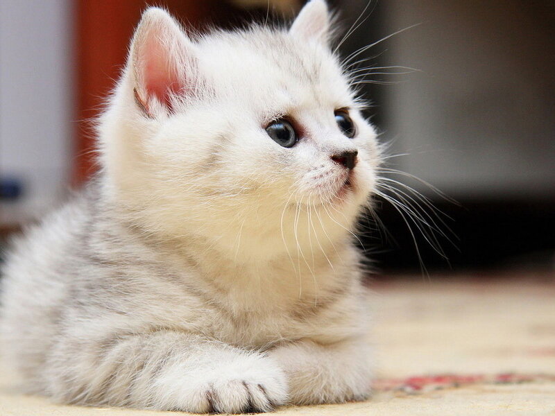 Silver Tabby Kitten — White, Calm, Photograph, Whiskers