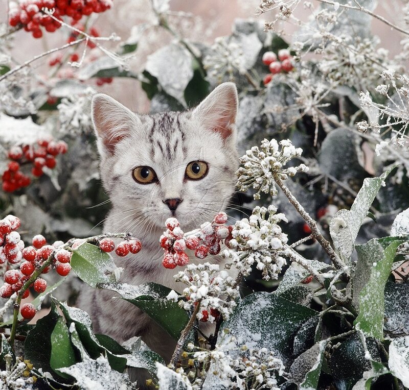 Silver Tabby Kitten — White, Calm, Winter