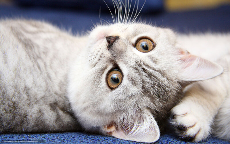 Silver Tabby Kitten — White, Curious, Photograph, Blue Fabric