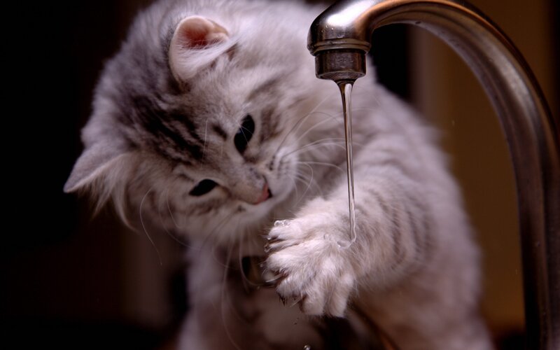 Silver Tabby Kitten — White, Curious, Photograph, Faucet