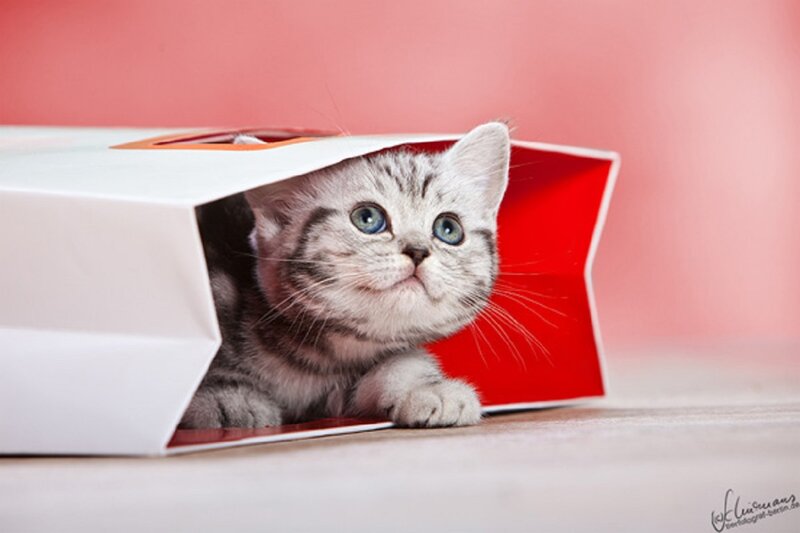 Silver Tabby Kitten — White, Curious, Photograph, Paper Bag