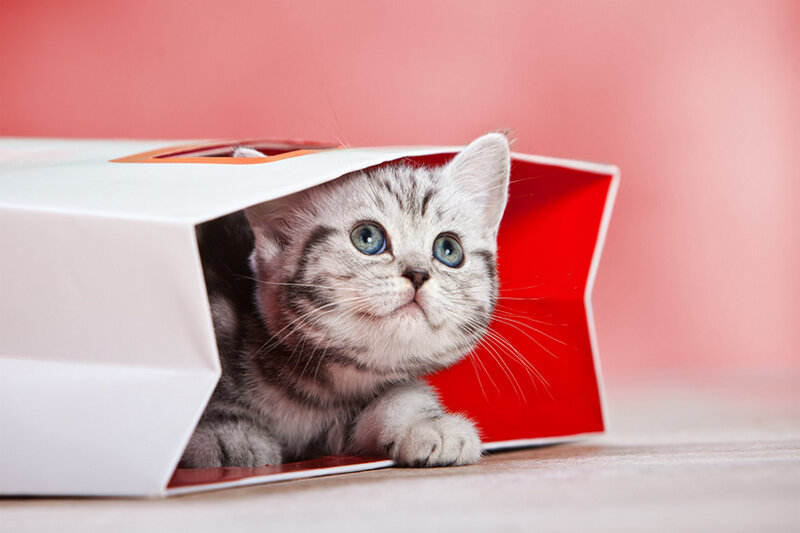 Silver Tabby Kitten — White, Curious, Photograph