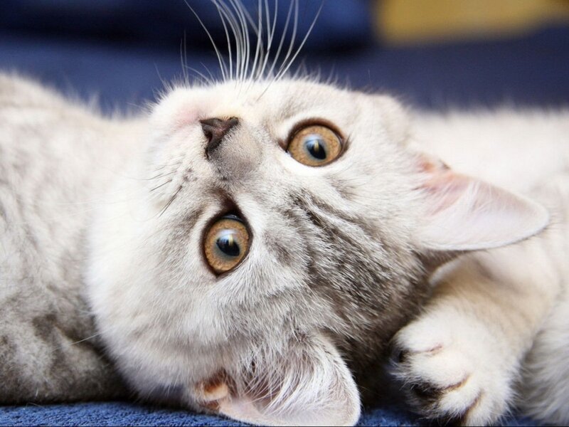 Silver Tabby Kitten — White, Curious
