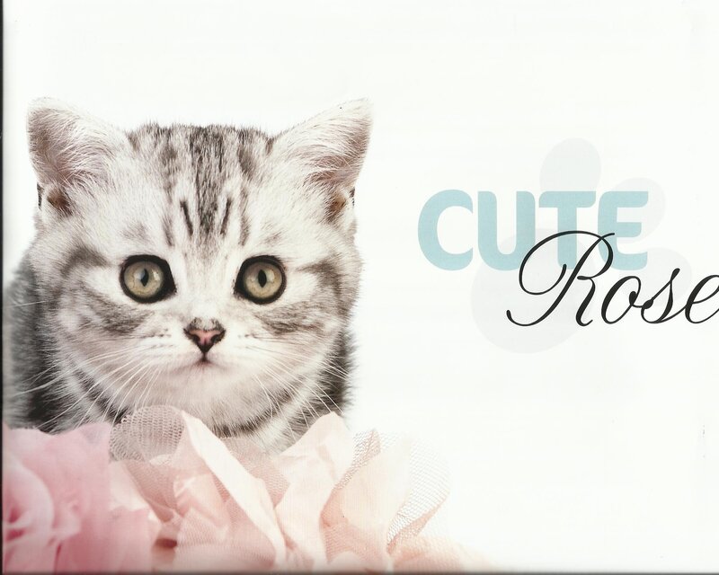 Silver Tabby Kitten — White, Cute