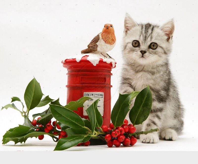 Silver Tabby Kitten — White, Festive