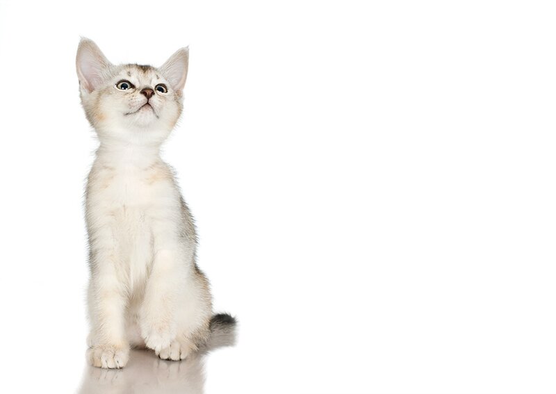 Silver Tabby Kitten — White, Innocent