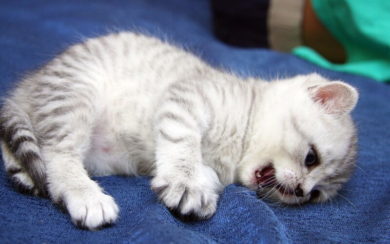 Silver Tabby Kitten — White, Playful, Photograph, Blue Fabric