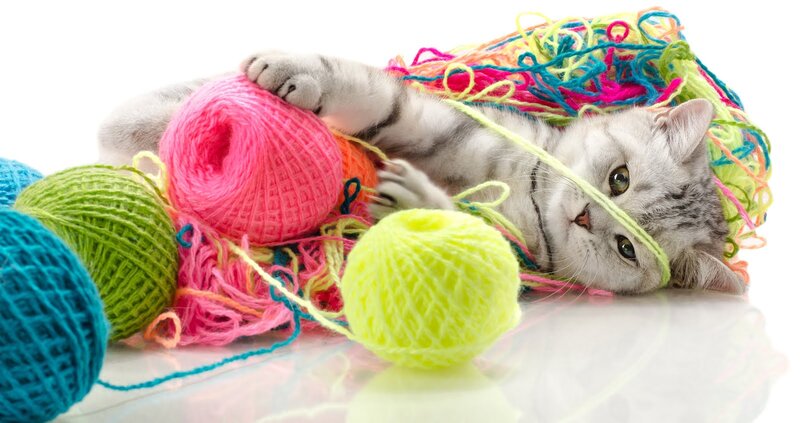 Silver Tabby Kitten — White, Playful