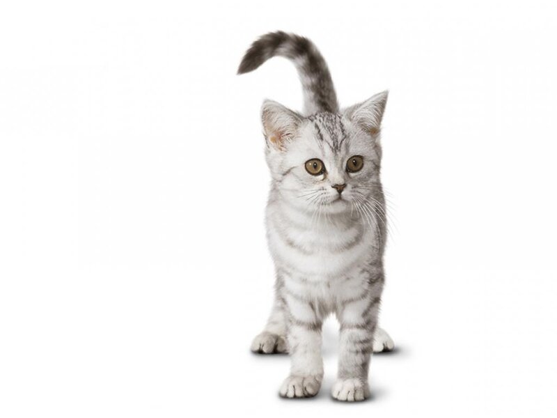 Silver Tabby Kitten — White