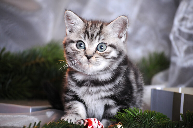 silver tabby kitten with blue eyes