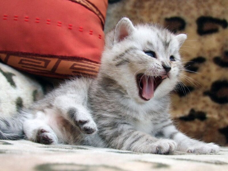 Silver Tabby Kitten Yawning