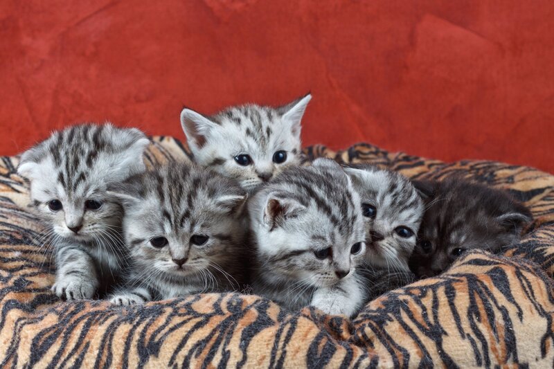 Silver Tabby Kittens — Gray, Calm