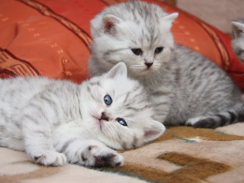 Silver Tabby Kittens — Gray