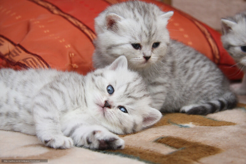 silver tabby kittens resting