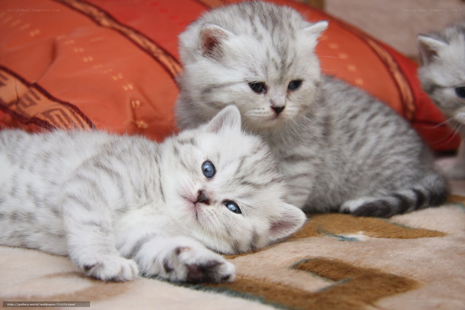 silver tabby kittens resting