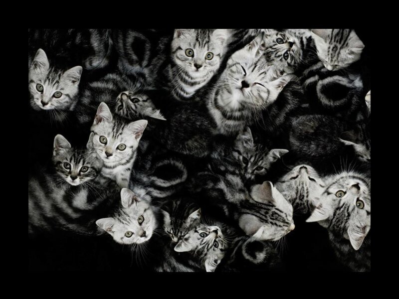 Silver Tabby Kittens