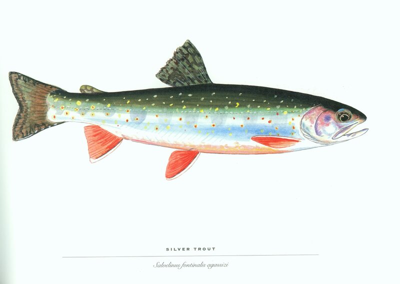 Silver Trout Illustration
