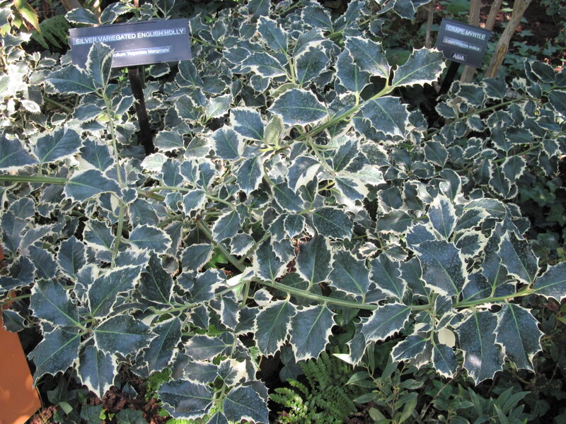 Silver Variegated English Holly