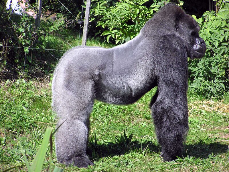 Silverback Gorilla — Green, Calm, Afternoon, Photograph