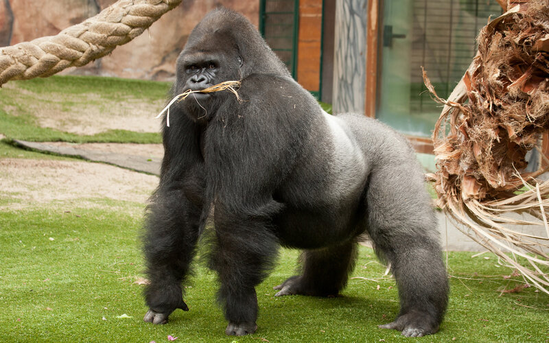 Silverback Gorilla — Green, Calm, Afternoon
