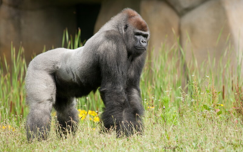 Silverback Gorilla — Green, Calm