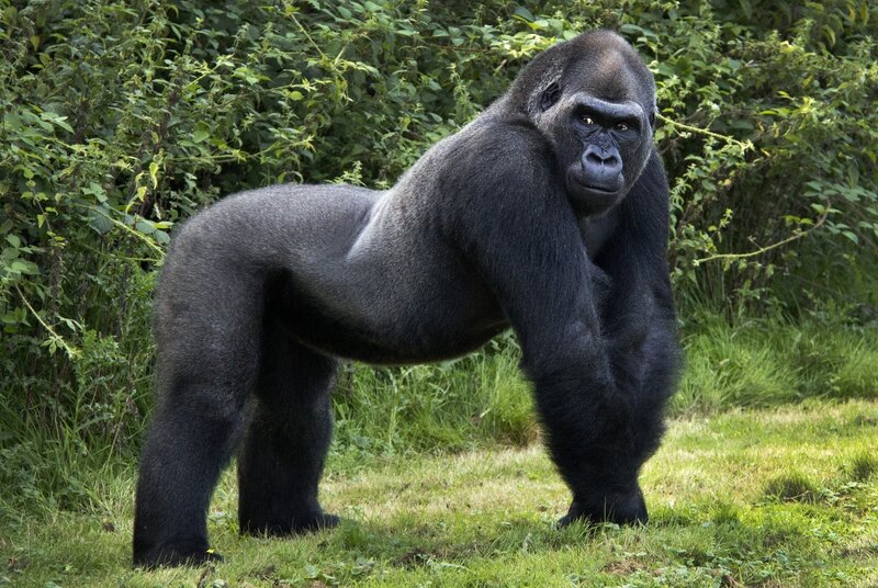 Silverback Gorilla — Green