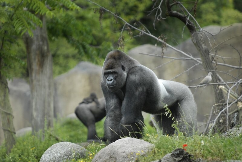 Silverback Gorilla