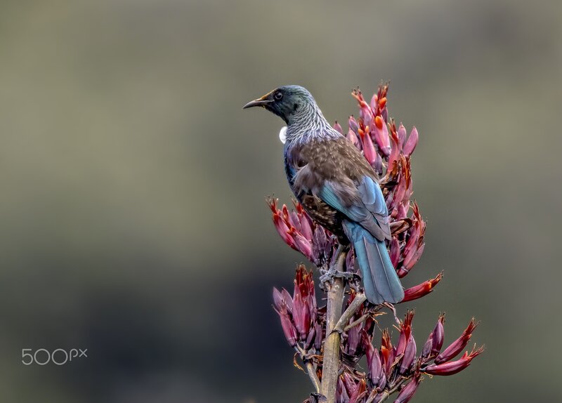 Silvereye Bird on Flower