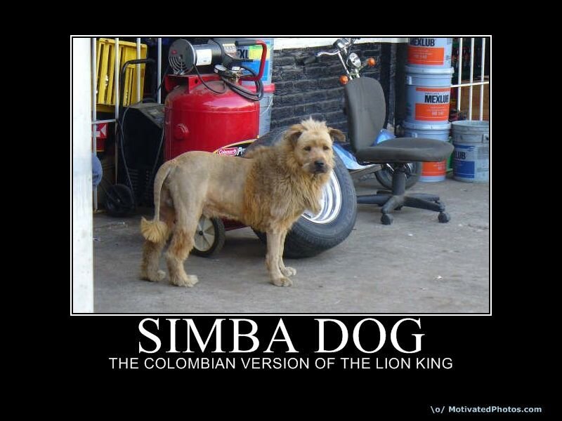 simba dog meme