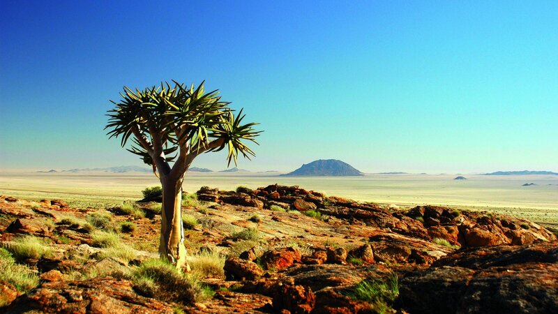 Single Aloe Tree