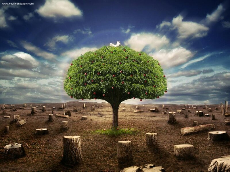 Single Apple Tree
