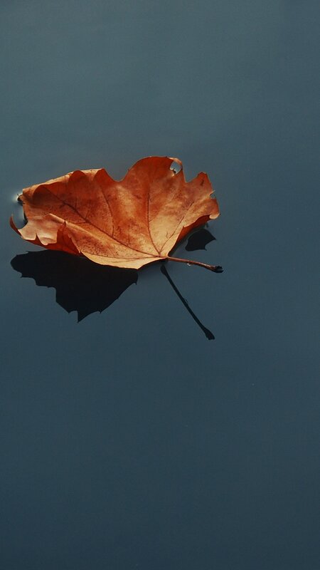 Single Autumn Leaf — Brown, Serene, Photograph