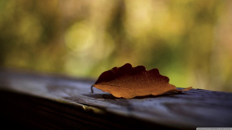 Single Autumn Leaf — Brown, Serene