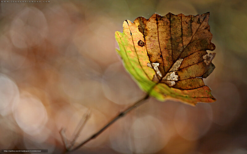 Single Autumn Leaf — Brown