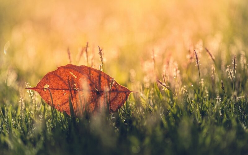 Single Autumn Leaf — Green