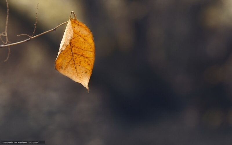 Single autumn leaf hanging